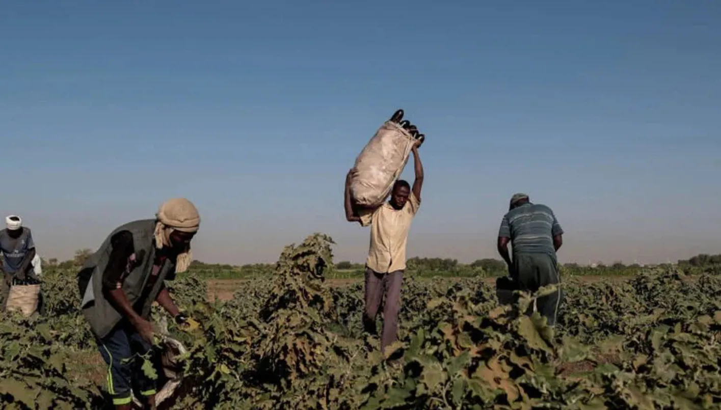 موسم الحصاد في السودان... ضحية جديدة للحرب