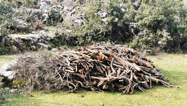 مجزرة بيئية في عكار: قطع أكثر من 30 شجرة سنديان معمّرة!