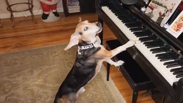 شغل مواقع التواصل بمقطوعاته الموسيقية... رحيل "عازف البيانو" الكلب "بادي ميركوري"