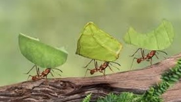 كيف يستخدم النمل بتر أطراف فرد آخر لإنقاذ حياته؟